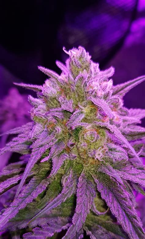 Seedsman Critical Purple Kush Grow Journal Week11 By Rom101 Growdiaries