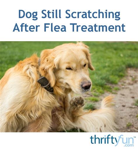 Dog Still Scratching After Flea Treatment Thriftyfun