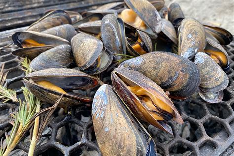 Smoked Rosemary Mussels Grill Hunters