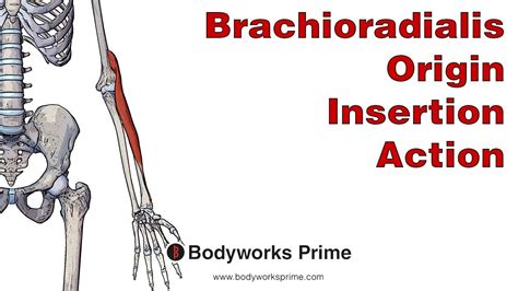 Brachioradialis Anatomy Origin Insertion Action Youtube