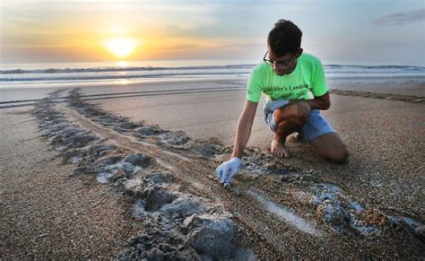St Johns County Sea Turtle Nests Up 117 Over Past Week