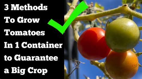 3 Tomato Growing Tips How To Grow Tomatoes For A Sure Successful Harvest That Works Container
