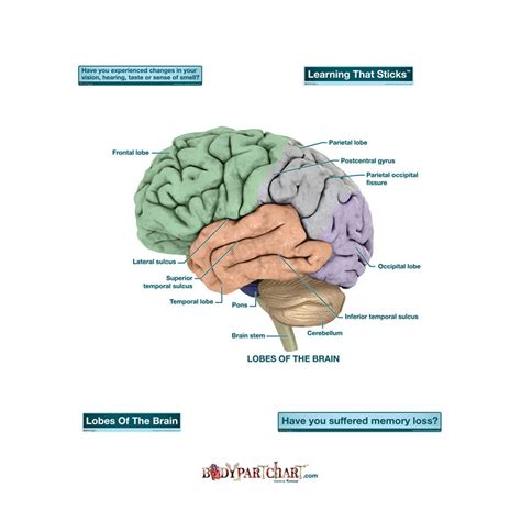 When working with labelled data, especially when working with data sets imported from other software packages, it comes very handy to make use of the label attributes. Brain Lobes - Labeled Decal | Shop Fathead Anatomical ...