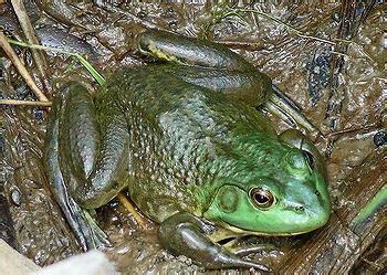 commercial trade  american bullfrogs spreads deadly fungus