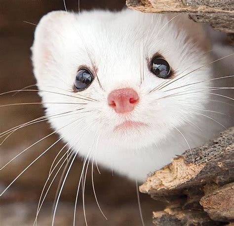 🥺🥺🥺🥺 Weasels Are My New Fave Animal Today Cute Ferrets Albino
