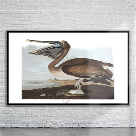 Vintage Audubon Brown Pelican Print