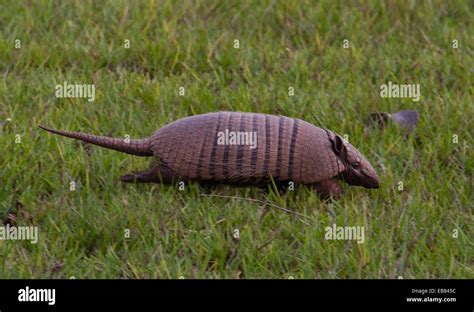 Six Banded Armadillo Euphractus Sexcinctus Stock Photo Alamy