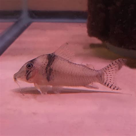 Colicana Cory Corydoras Incolicanacurrently Unavailable Discus Madness