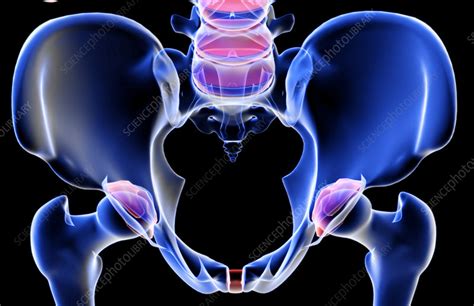 The Bones Of The Pelvis Stock Image F0018250 Science Photo Library