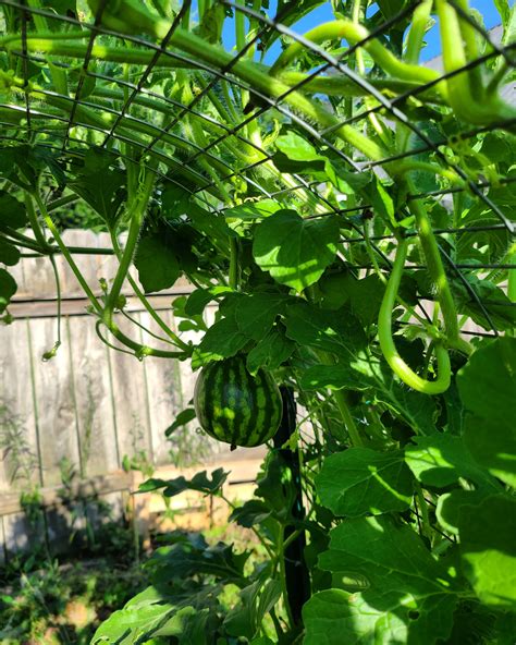 Sugar Baby Watermelon Growing On My Trellis 🍉 Rgarden