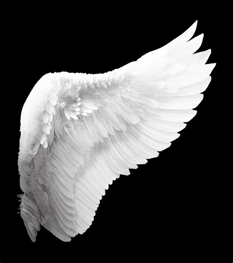 Free Photo White Angel Wings Angel Feathers White Free Download