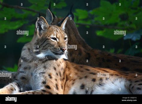 Eurasischer Luchs Eurasian Lynx Lynx Lynx Stock Photo Alamy