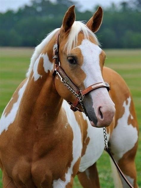 Palomino Paint Horse Might Look Like Mine If She Could Go Three