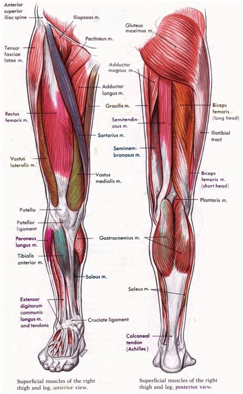 Los músculos del muslo participan en la marcha bípeda y en el mantenimiento del cuerpo en posición vertical, poniendo en movimiento palancas óseas largas. Musculos piernas | Anatomía, Anatomia humana musculos ...