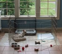 The principles of potty training. How To Crate and Potty Train a French Bulldog Puppy