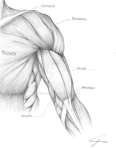 Muscle Arm Study By SozaNula On DeviantArt Em 2023 Desenho Corpo