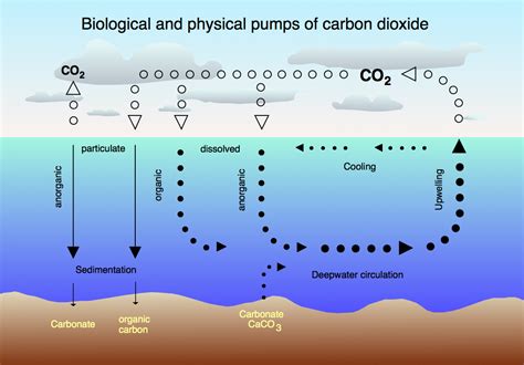 Chart Of Acidification Cycles Carbon Sink Ocean Acidification