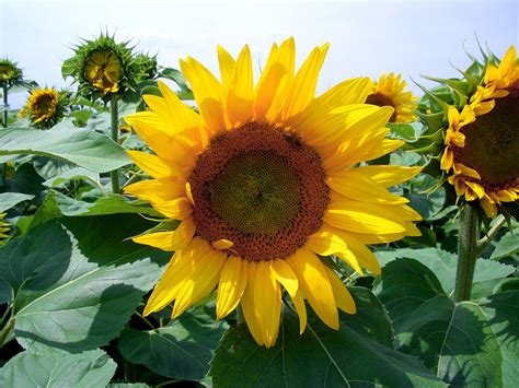 Sunflower 1 Free Photo Download Freeimages
