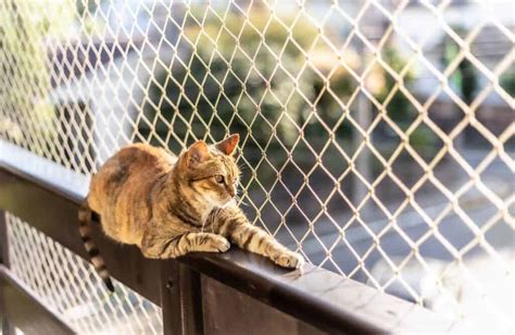 The Best Ways To Cat Proof Your Fence A Z Animals