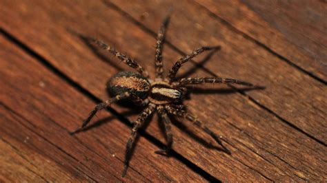 Most spiders prefer living outdoors, but all too often, you may run across a few spiders that have found their way indoors in search of food or shelter. How to Get Rid of Spiders in Your House for Good | Today's ...