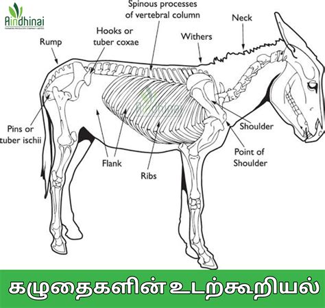 The Anatomy Of The Donkeys