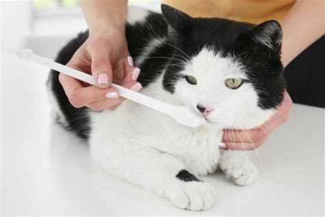 Can You Brush A Cats Teeth Teethwalls