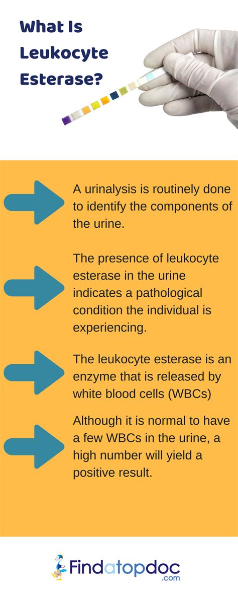 Urine tests can be used to test for drugs, pregnancy, or diseases and conditions such as urinary tract or after the dipstick test strip is dipped in urine briefly and completely white blood cells (wbc) may be detected in the urine through a microscopic examination (pyuria or leukocytes in the blood). Leukocyte Esterase Urine Test: Preparation, Results, and ...