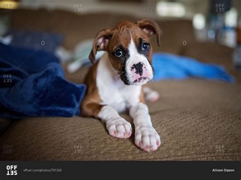 Boxer Puppy Sitting On Sofa Tilting Head Stock Photo Offset