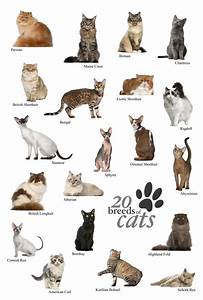 Pin By Zoars Ark On For The Love Of Cats Cat Breeds Cat Breeds Chart
