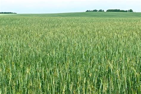 Rye Production Likely Wont Increase In 2020 Grainews