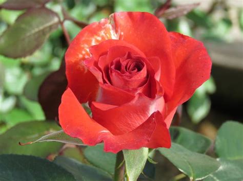 Rosa Rosa Wekmopaga Smokin Hotr Hybrid Tea Rose Ppaf From