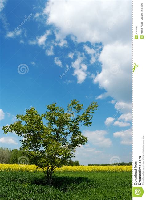 Lone Tree In A Field Stock Photo Image Of Colza Blue