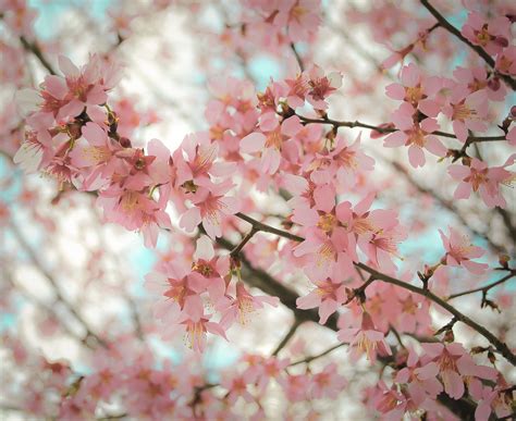 Check spelling or type a new query. Pink Flowers Tumblr Photography Hd Images 3 HD Wallpapers ...