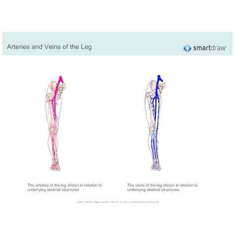 The example shown below, shows. Arteries and Veins of the Leg