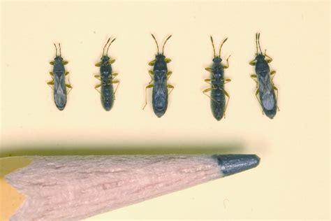 Little Spartina bug common now in east Texas - Insects in the City