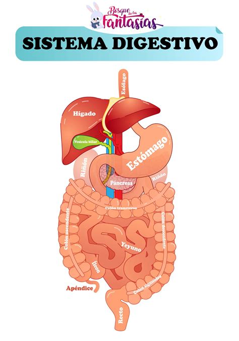 El Sistema Digestivo Partes Rganos Y Funci N Para Ni Os Sistema