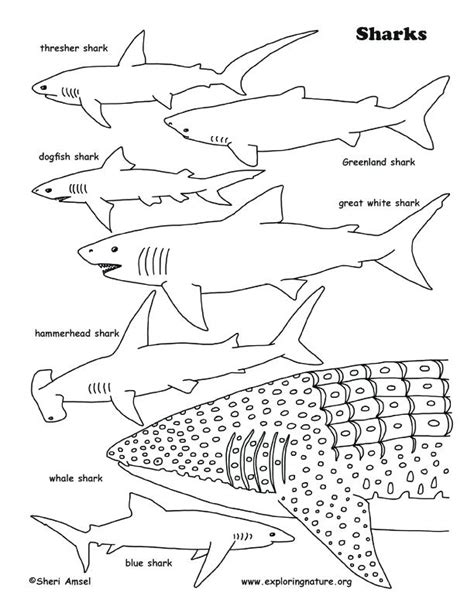 Some of the coloring page names are ice hard hockey coloring pictures nhl hockey west ice hockey, san jose sharks logo nhl hockey sport coloring, 17 best images about sharks on shark fin mouths and swim, san jose sharks coloring at colorings to and. San Jose Sharks Coloring Pages at GetColorings.com | Free printable colorings pages to print and ...
