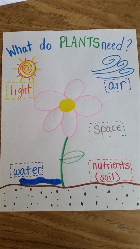 Plant Needs Anchor Chart Spring Preschool Activities Plant Activities