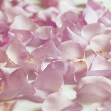 Rose Petals 3 Bags Of Lavender Farm Direct Fresh Cut Flower Petals By