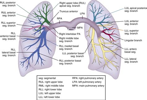 Pulmonary Embolism And Other Pulmonary Artery Lesions Radiology Key