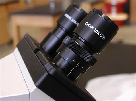 Introduction to the light microscope Flashcards | Easy Notecards