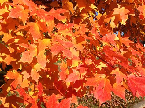 File2014 11 02 15 08 37 Sugar Maple Foliage During Autumn Along