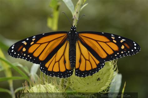 Monarch Butterfly Wingspan