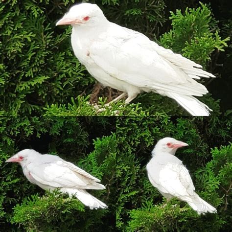 34 Stunning Albino And Leucistic Animals That Exist In The World Illuzone
