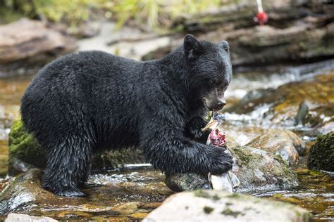 Black Bears Eating Fish