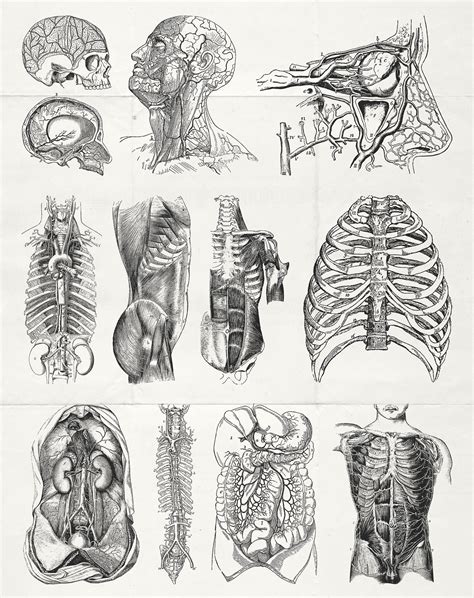 You can find the most beautiful pictures that can be presented to you about cool drawing black and white in this account. 76 Vintage Anatomy Illustrations - Design Cuts