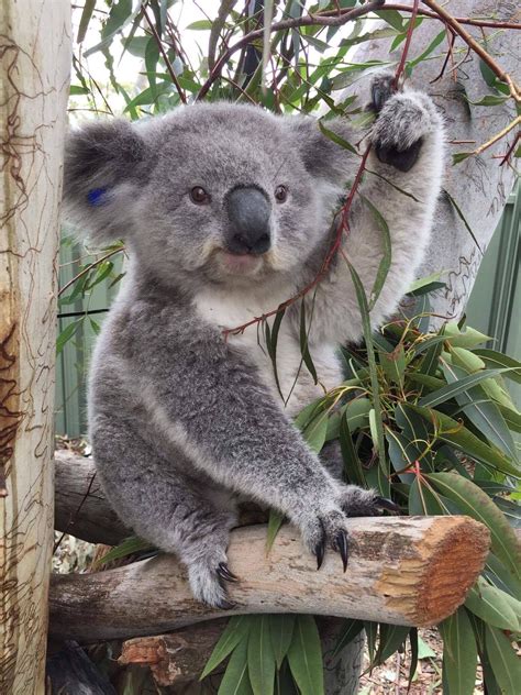 Pin By Kimberly Vredeveld Parson On Koalas Cute Animals Koala Cute