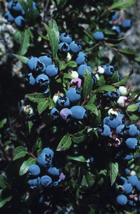 Blueberry Bushes Tips And Tricks To High Fruit Production