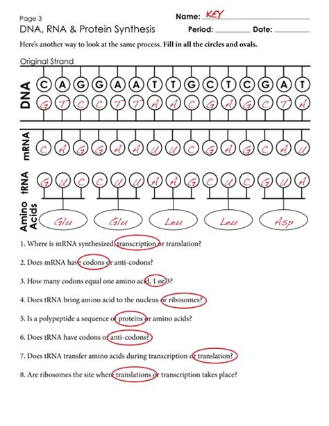 If several sequences might work choose any one. Transcription And Translation Summary Worksheets Answers ...