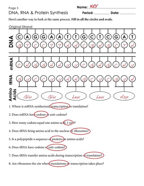 Protein engineering design and selection. Transcription And Translation Summary Worksheets Answers | Transcription and translation ...